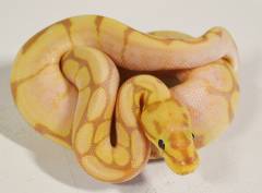 Baby Male Banana Spider Ball Pythons